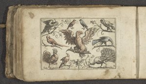 Roofvogel, negen andere vogels en een vleermuis
