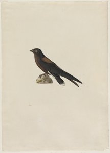 Naaldstaartgierzwaluw (Hirundapus caudaculus)