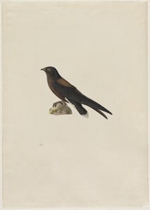Naaldstaartgierzwaluw Hirundapus caudaculus, 1800s