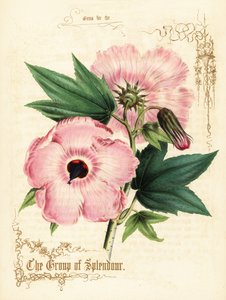 Roze hibiscus bloemen en loof