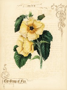 Gele hibiscus bloemen en loof door Paul Jerrard