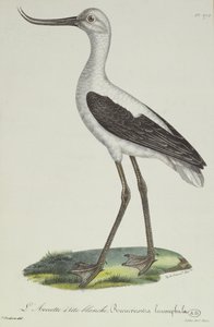 Witkopkluut, begin 19e eeuw (kleurgravure)