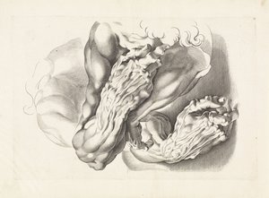 Anatomische studies van armen
