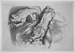 Drie studies van Écorchés, na 1640