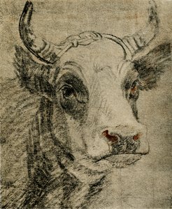 Dierenstudie