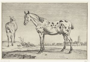 Het gecoupeerde paard door Paulus Potter