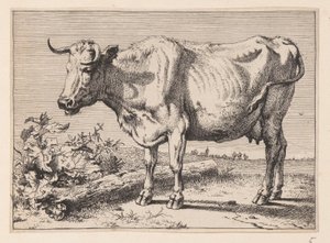 De koe met de verfrommelde hoorn, van Diverse ossen en koeien