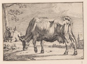 De grazende koe, van diverse ossen en koeien door Paulus Potter