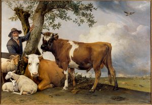 De jonge stier