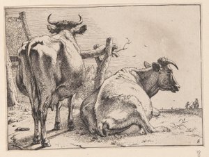 Twee koeien van achteren gezien, van verschillende ossen en koeien