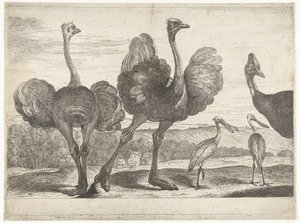 Struisvogels, kasuaris en lepelaar door Peeter Boel (attributed to)