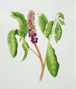 Phytolacca (aquarel) door Peggy Wyatt