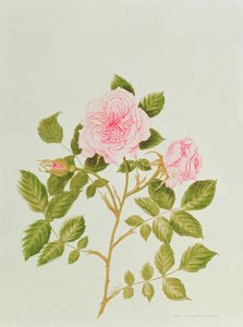 Rosa var: Gertrude Jekyll (aquarel) door Peggy Wyatt