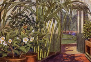 Suikerriet, theeplant en koffieplant