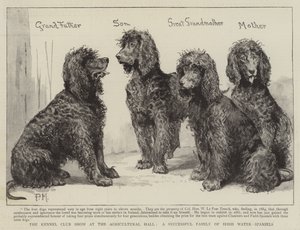 De Kennel Club Show in de Agricultural Hall, een succesvolle familie van Ierse waterspaniëls door Percy Macquoid