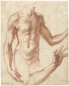 Studie van de torso van een jongeman door Perino del Vaga