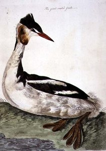 De Fuut (Podiceps cristatus) plaat uit 