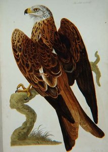 De Wouw (Milvus milvus) of Glead, plaat uit 
