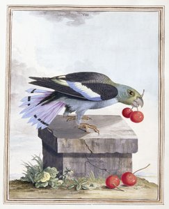 Plaat VIII door Peter Brown