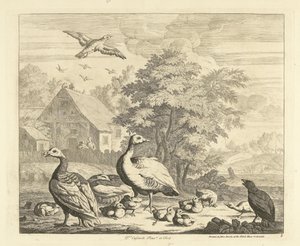 Ganzen met kuikentjes bij een beek Verschillende vogels door Peter Casteels (III)