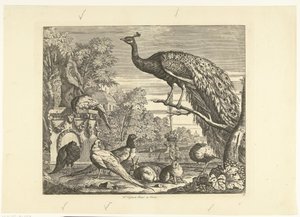 Pauw, konijnen en andere vogels bij een tuinfontein Verschillende vogels (serie)