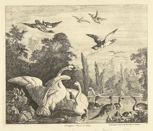 Zwanen en eenden in een vogelvijver Verschillende vogels