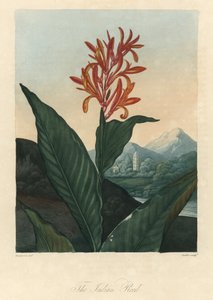 Rode of Conflore of Toloman Forte water, uit The Temple of Flora, door Dr. Robert Thornton (1768-1837)