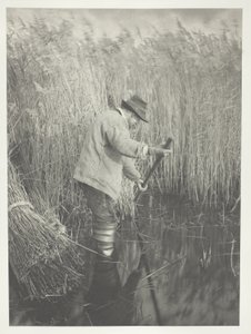 Een rietsnijder aan het werk door Peter Henry Emerson