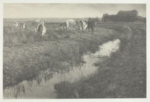 Vee op de moerassen