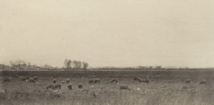 Moerassen bij de Noordzee door Peter Henry Emerson