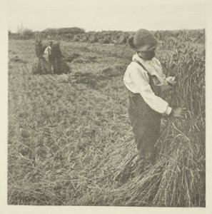 Schokkende maïs (Norfolk)