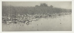 Waterlelies