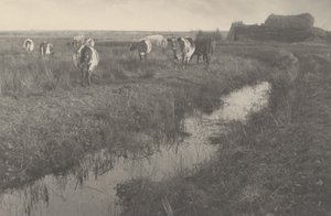Vee op de Moerassen