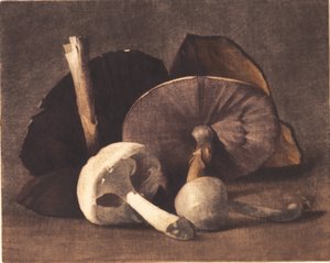 Witte champignon door Peter Vilhelm Ilsted