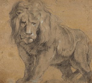 Leeuw, c.1612-13 door Peter Paul Rubens
