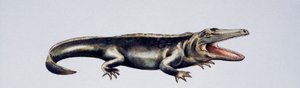 Cyclotosaurus sp, Mastodonsauridae, Laat Trias, Kunstwerk door Peter Ross
(foto) door Peter Ross