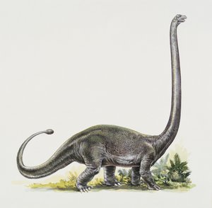Zijprofiel van een omeisaurus
(foto) door Peter Ross