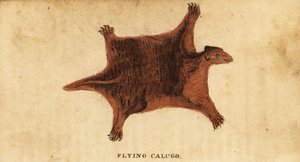 Filipijnse vliegende lemur, Cynocephalus volans, 1800 (gravure) door Peter Simon Pallas
