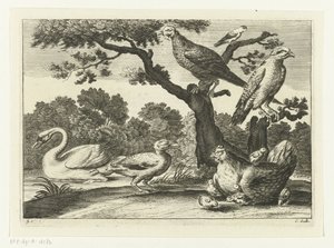 Zwaan, kip met kuikens en andere vogels