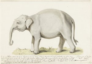 Staande olifant, naar links