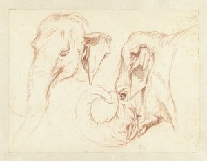 Twee schetsen van het hoofd van een olifant door Petrus Camper