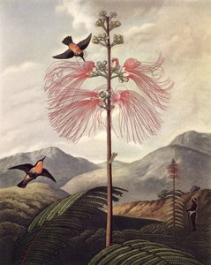 Grote Bloeiende Gevoelige Plant, gegraveerd door Thomas Medland (c.1765 – 1833), c.1799-1807