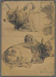 Brahman stieren door Philip H. Wolfrom