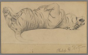 Slapende tijger door Philip H. Wolfrom