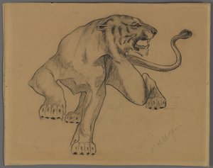 Tijger