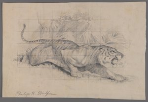 Tijger in landschap