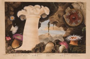 Plate I, studie voor 