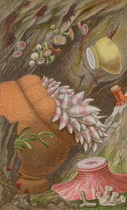 De Crimson Imperial, de Yellow Imperial en de Globehorn, plaat IX uit Actinologia Britannica: Een geschiedenis van de Britse zeeanemonen en koralen, 1860 door Philip Henry Gosse