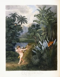 En toen goddelijke Linnaeus, c.1796-1807
