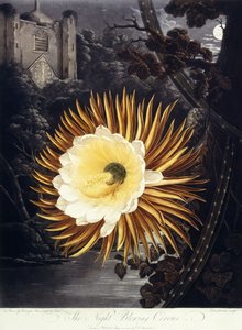 De Nachtbloeiende Cereus, 1800
